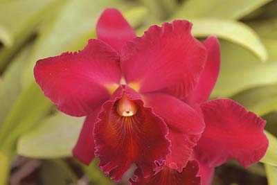 Waianae-Blaze-Sweetheart