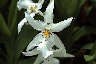 Winter-Wonderland-White Fairy