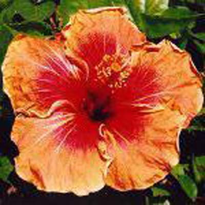 vindicateu-hibiscus