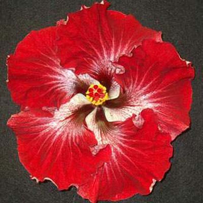 wild-blueberry-hibiscus