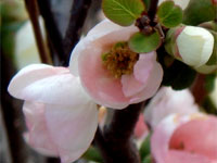 Peach Blossom