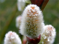 Pussy Willow