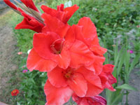 Gladiolus